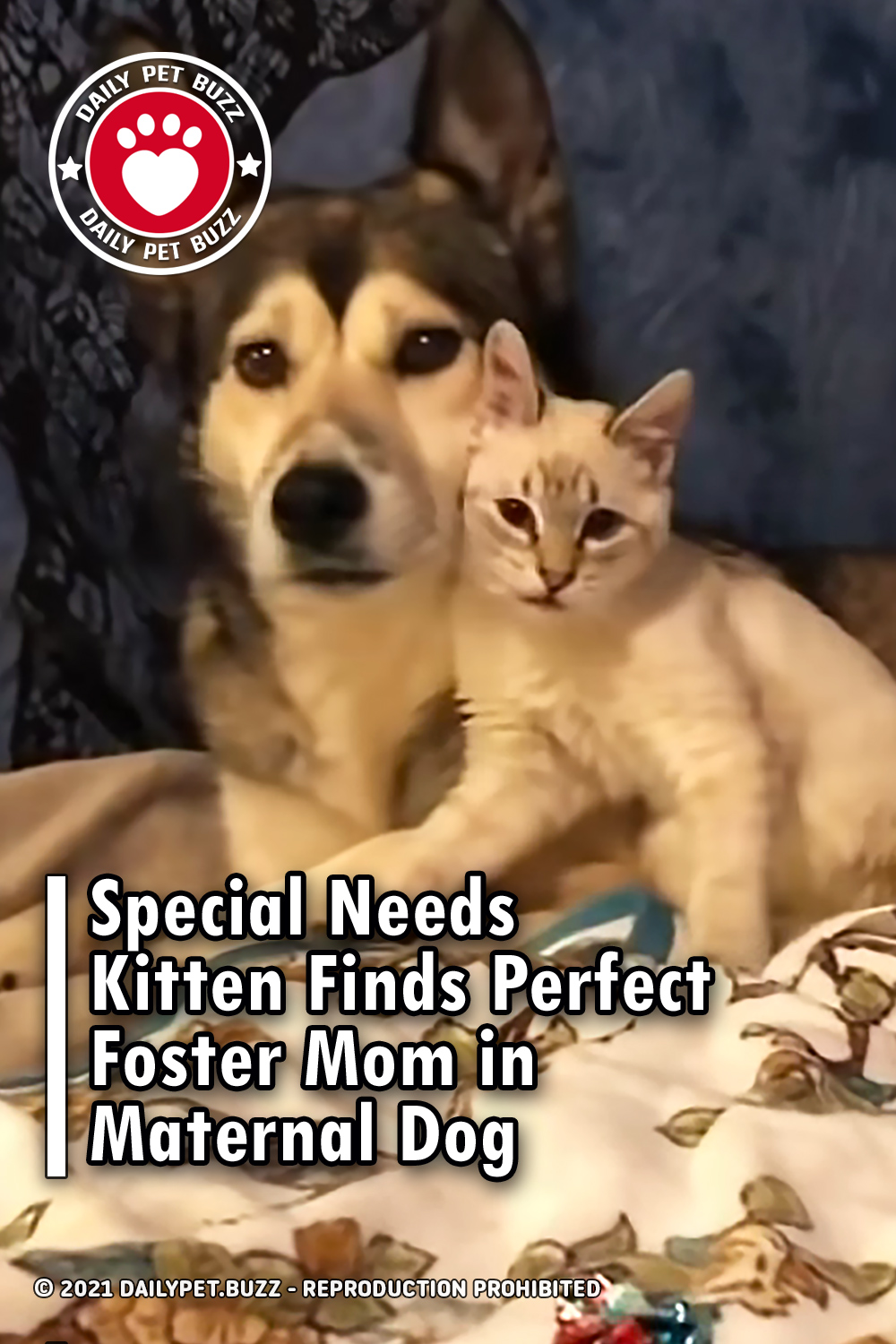 Special Needs Kitten Finds Perfect Foster Mom in Maternal Dog