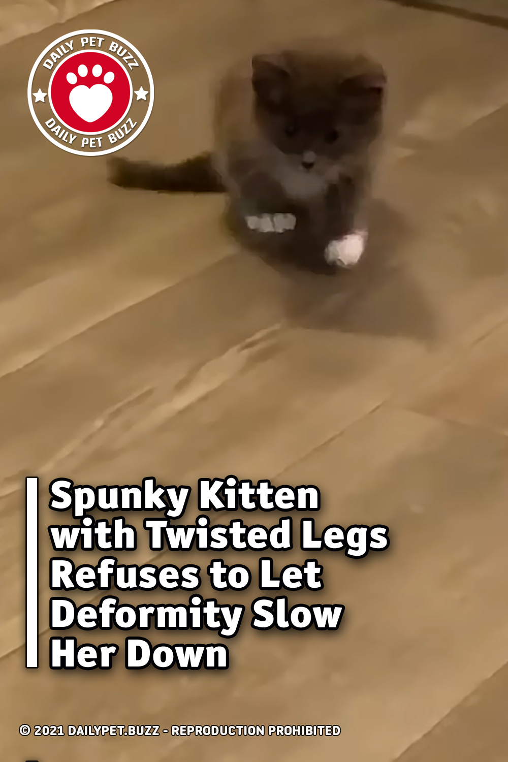 Spunky Kitten with Twisted Legs Refuses to Let Deformity Slow Her Down
