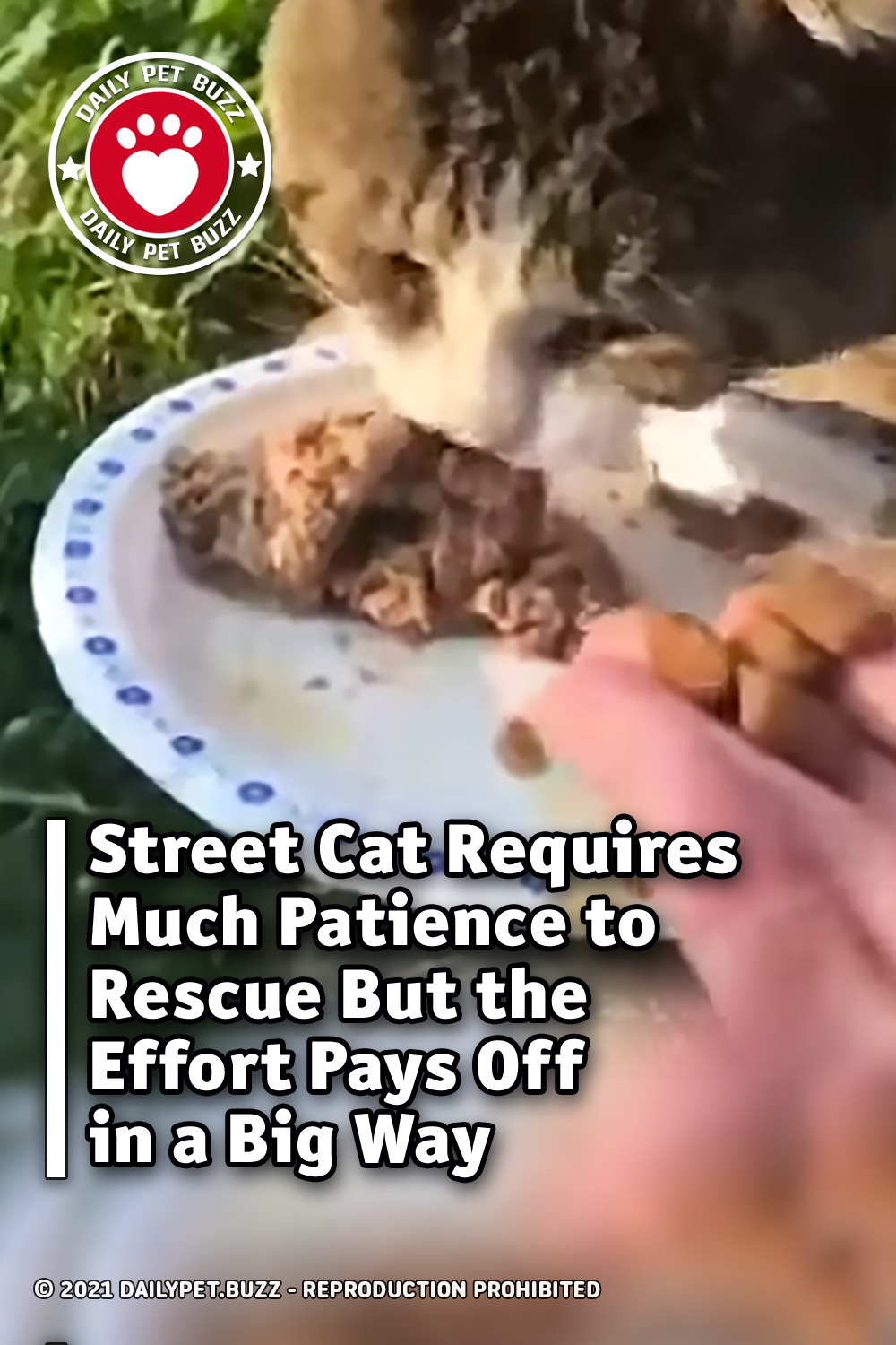 Street Cat Requires Much Patience to Rescue But the Effort Pays Off in a Big Way