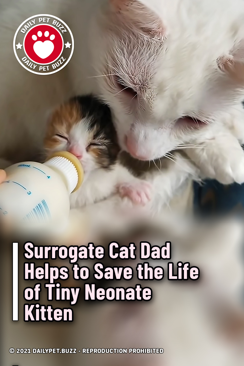 Surrogate Cat Dad Helps to Save the Life of Tiny Neonate Kitten