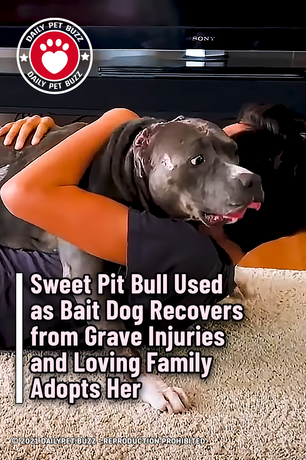Sweet Pit Bull Used as Bait Dog Recovers from Grave Injuries and Loving Family Adopts Her