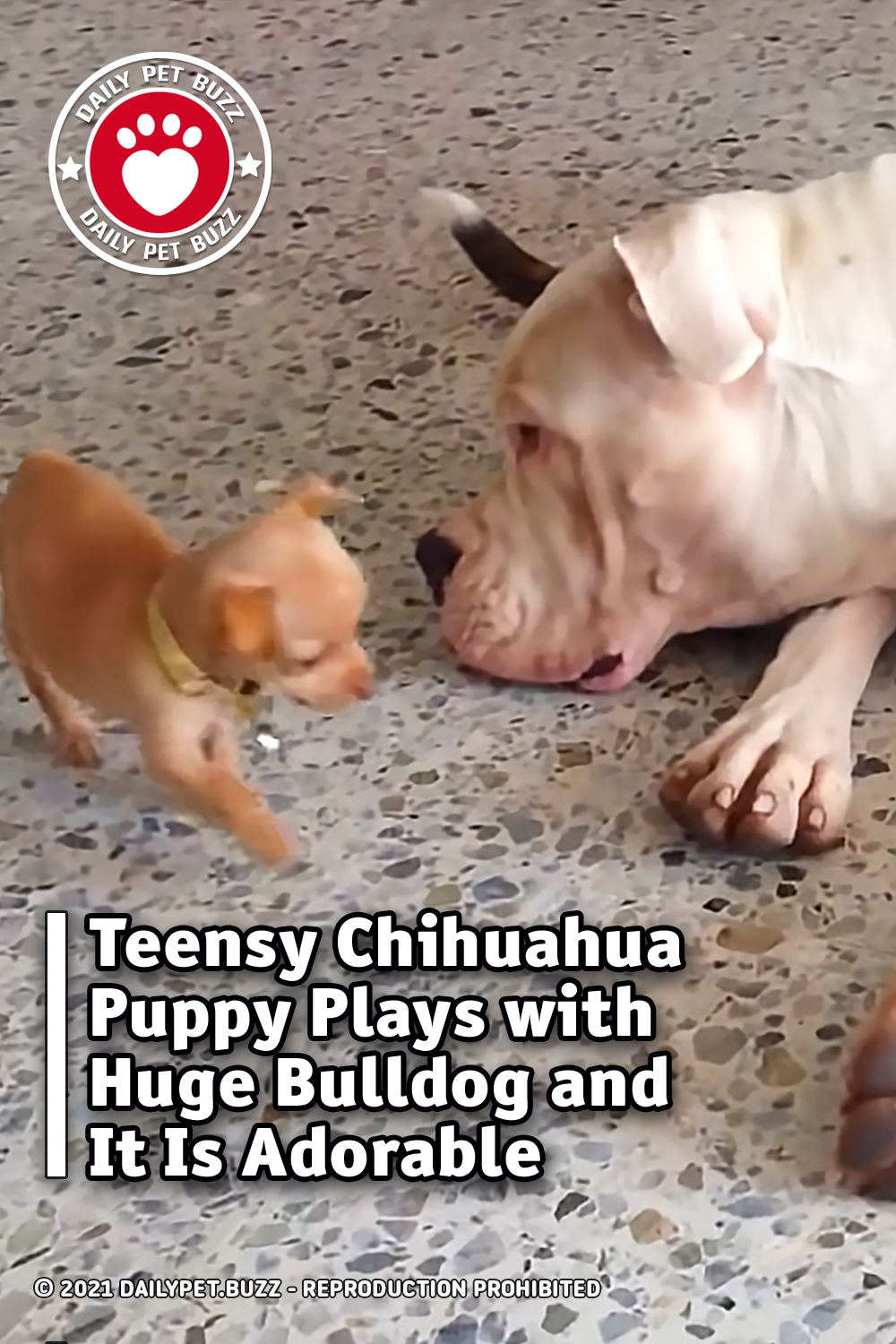Teensy Chihuahua Puppy Plays with Huge Bulldog and It Is Adorable