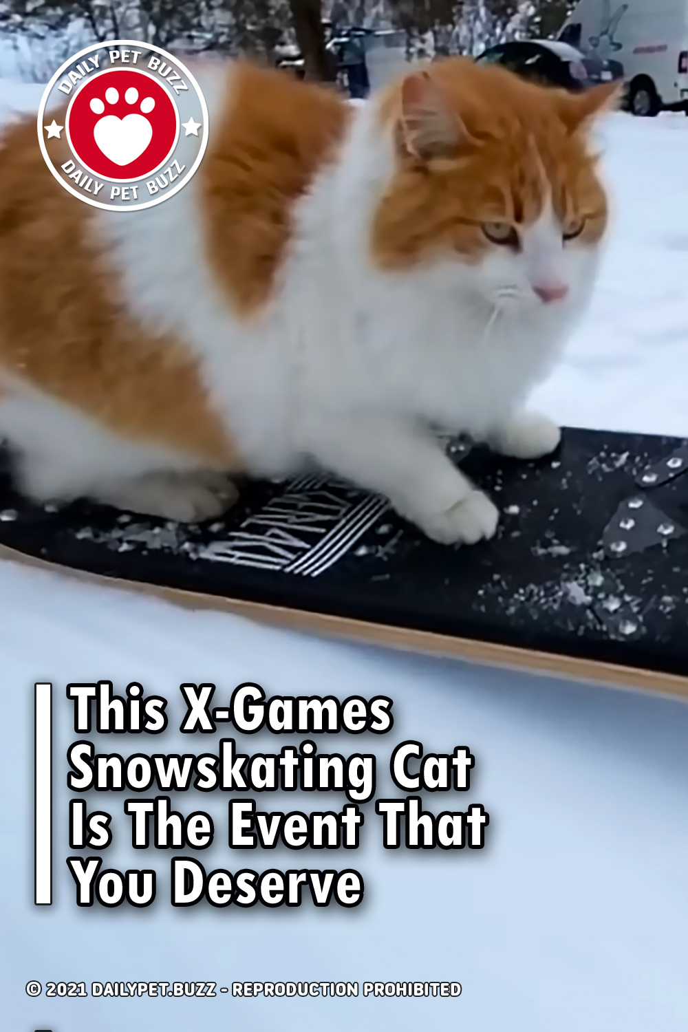 This X-Games Snowskating Cat Is The Event That You Deserve