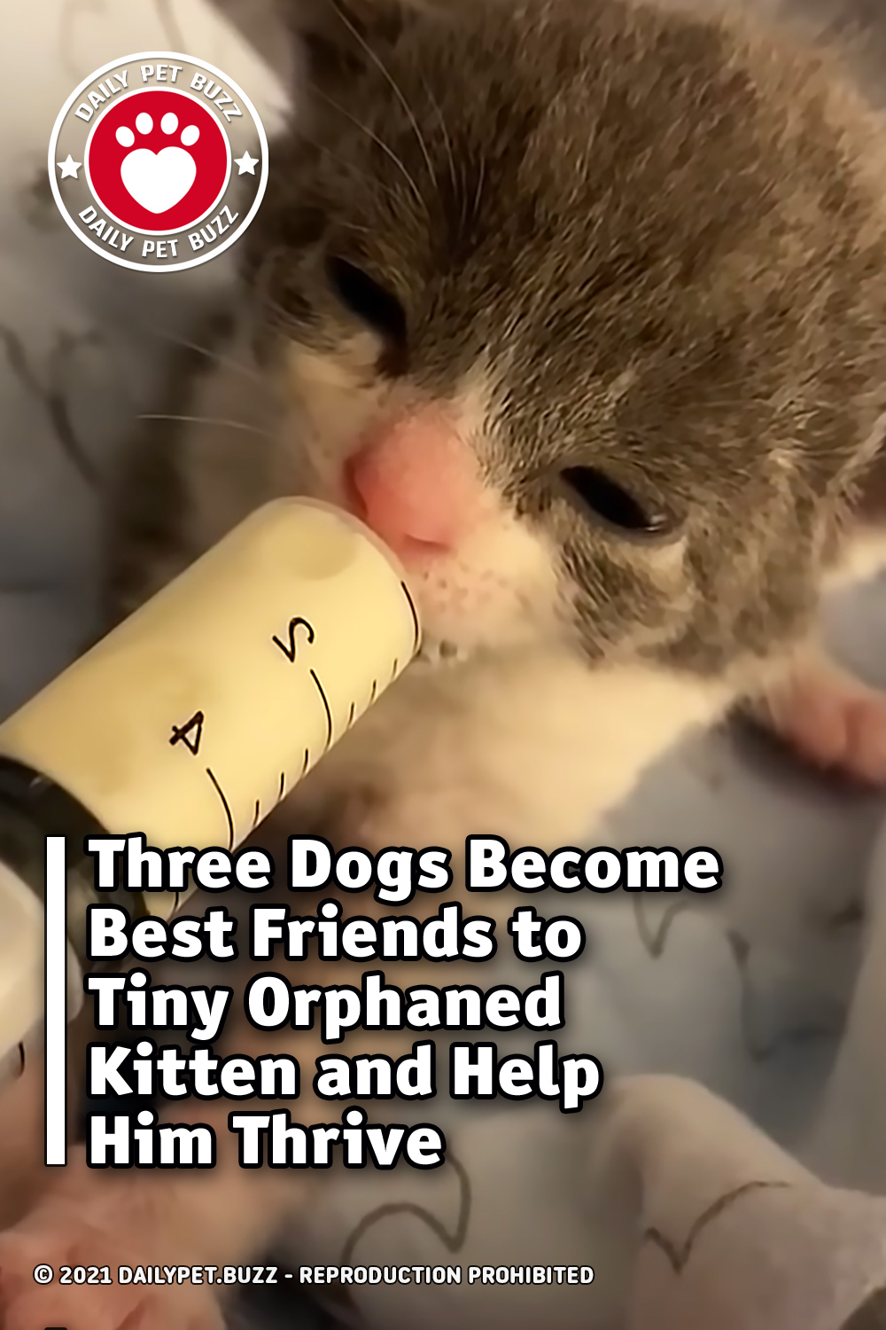 Three Dogs Become Best Friends to Tiny Orphaned Kitten and Help Him Thrive