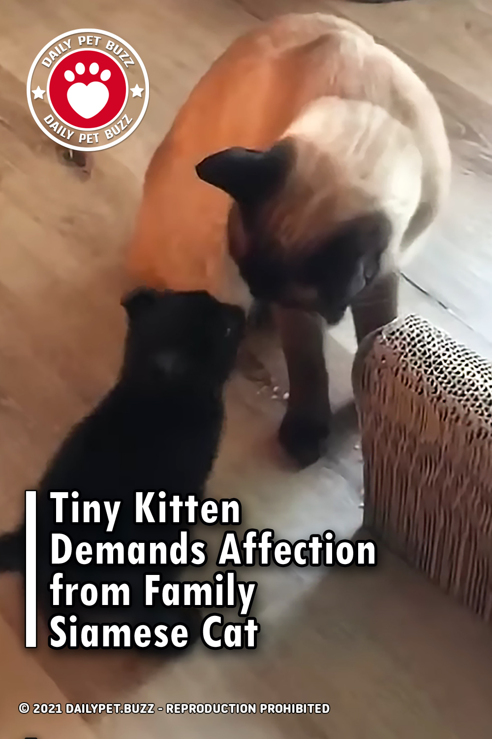 Tiny Kitten Demands Affection from Family Siamese Cat