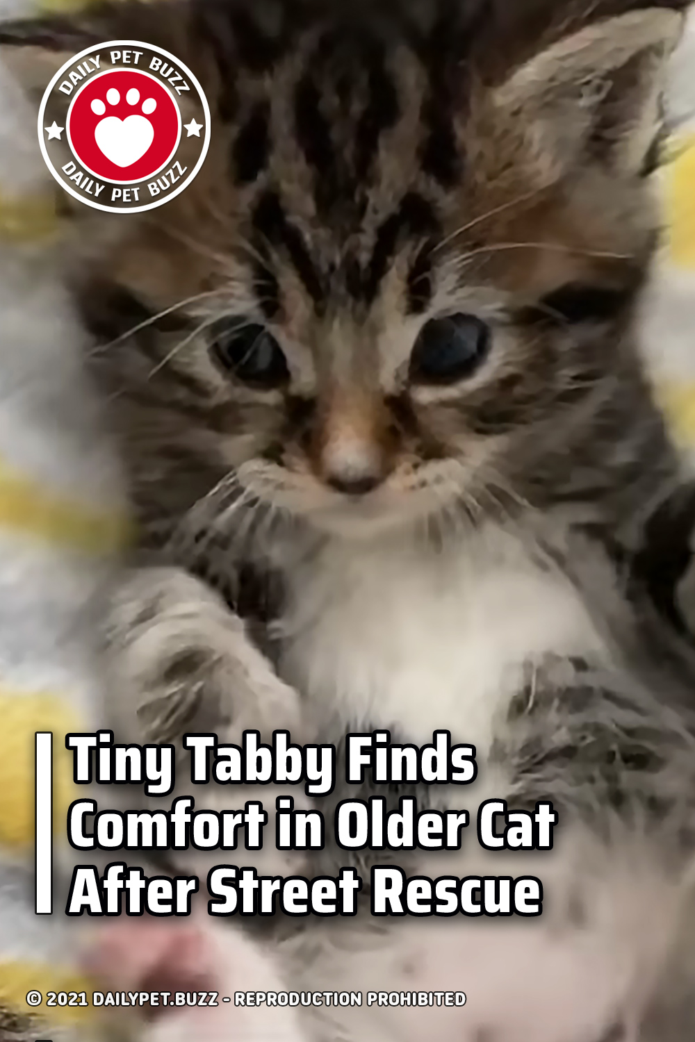 Tiny Tabby Finds Comfort in Older Cat After Street Rescue