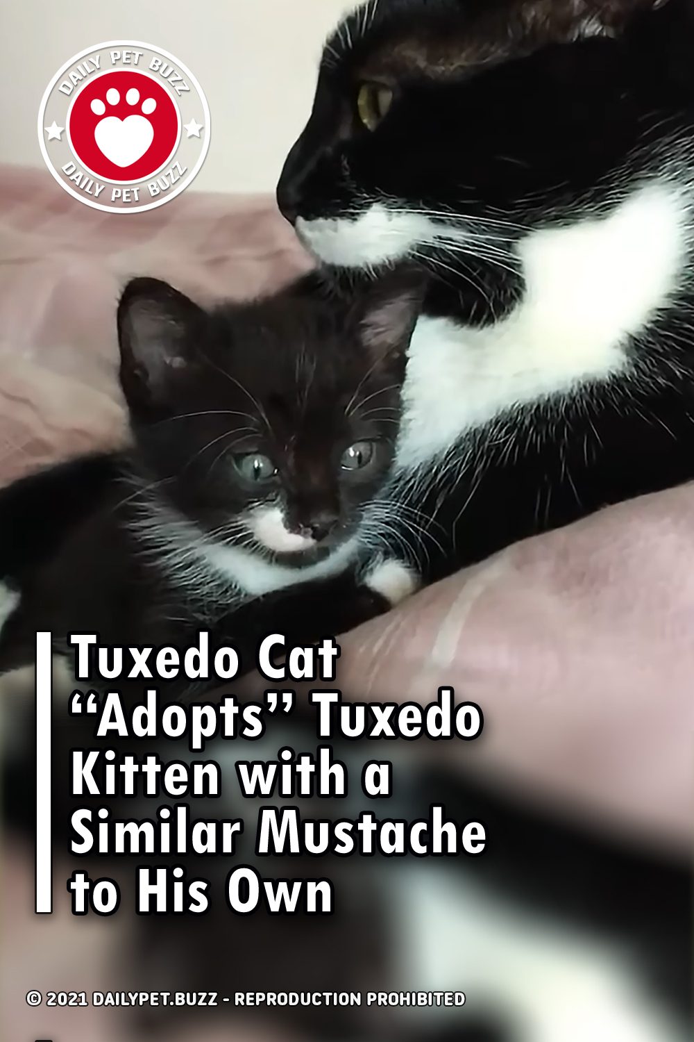 Tuxedo Cat “Adopts” Tuxedo Kitten with a Similar Mustache to His Own