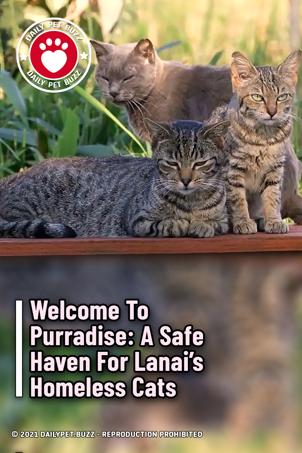 Welcome To Purradise: A Safe Haven For Lanai’s Homeless Cats