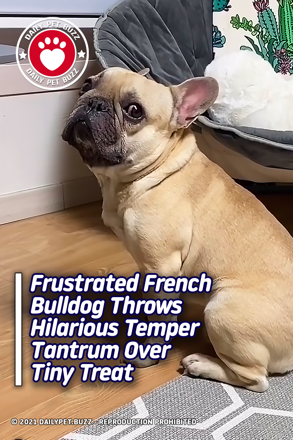 Frustrated French Bulldog Throws Hilarious Temper Tantrum Over Tiny Treat