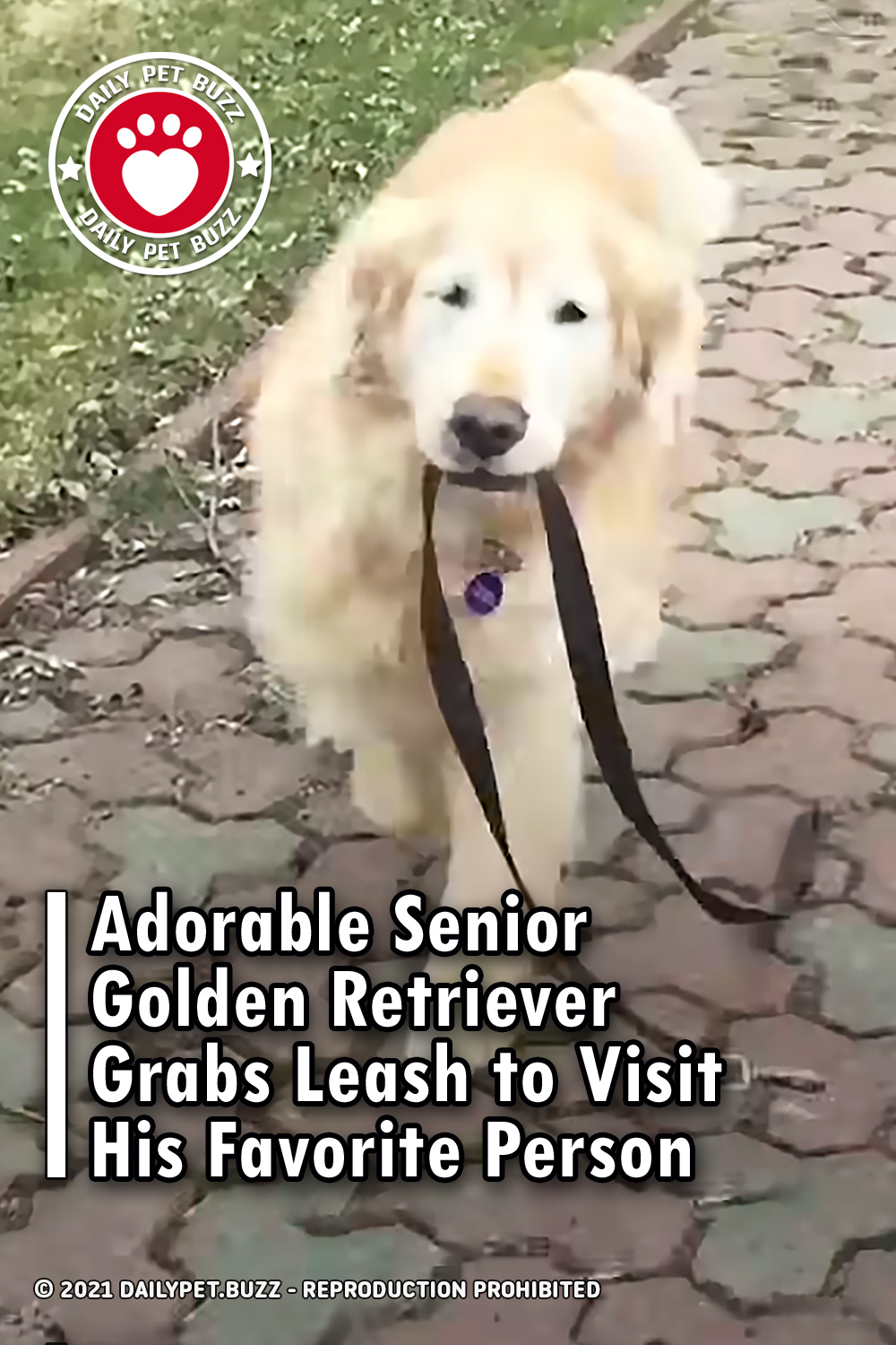 Adorable Senior Golden Retriever Grabs Leash to Visit His Favorite Person