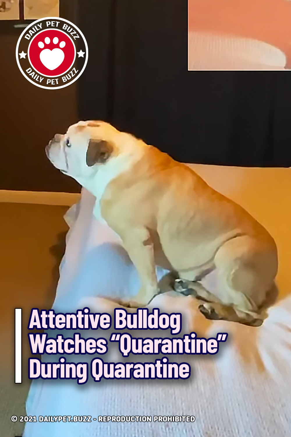 Attentive Bulldog Watches “Quarantine” During Quarantine