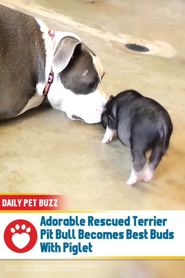 Adorable Rescued Terrier Pit Bull Becomes Best Buds With Piglet