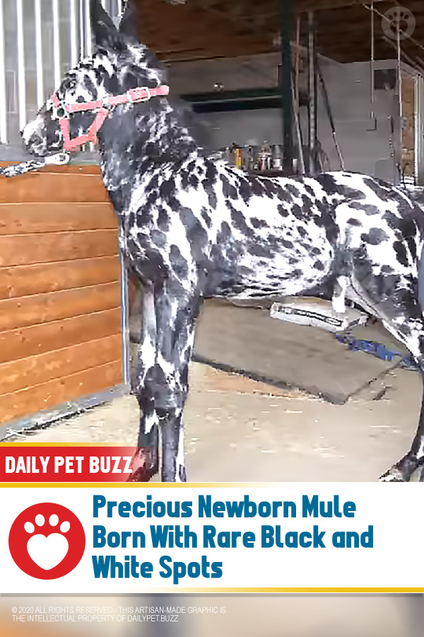 Precious Newborn Mule Born With Rare Black and White Spots