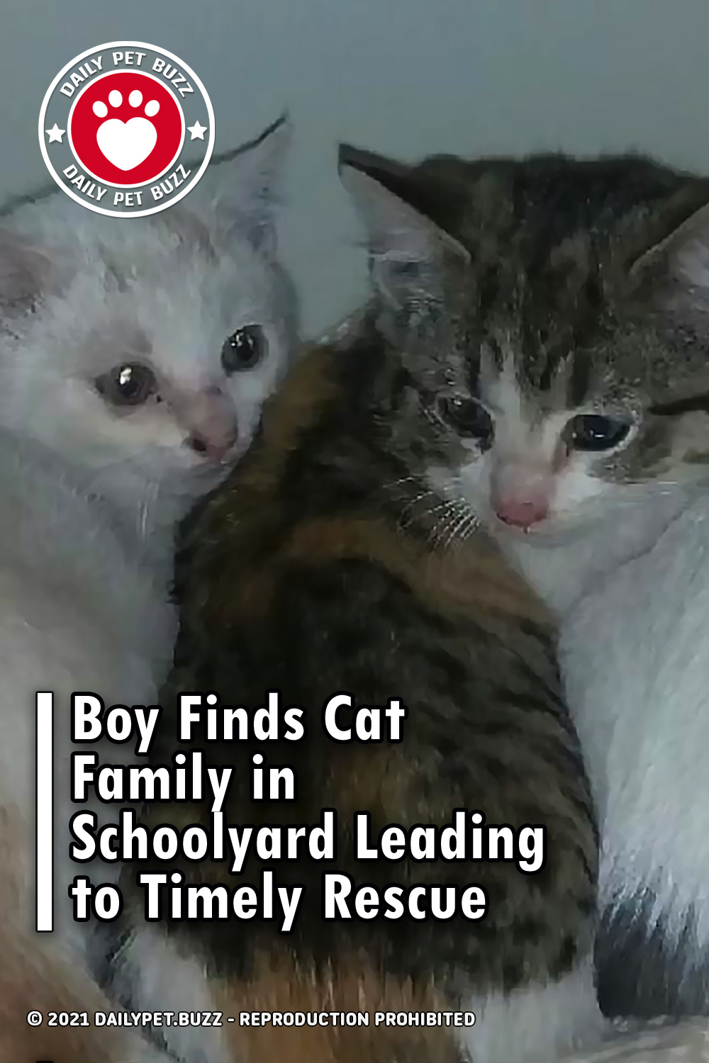 Boy Finds Cat Family in Schoolyard Leading to Timely Rescue