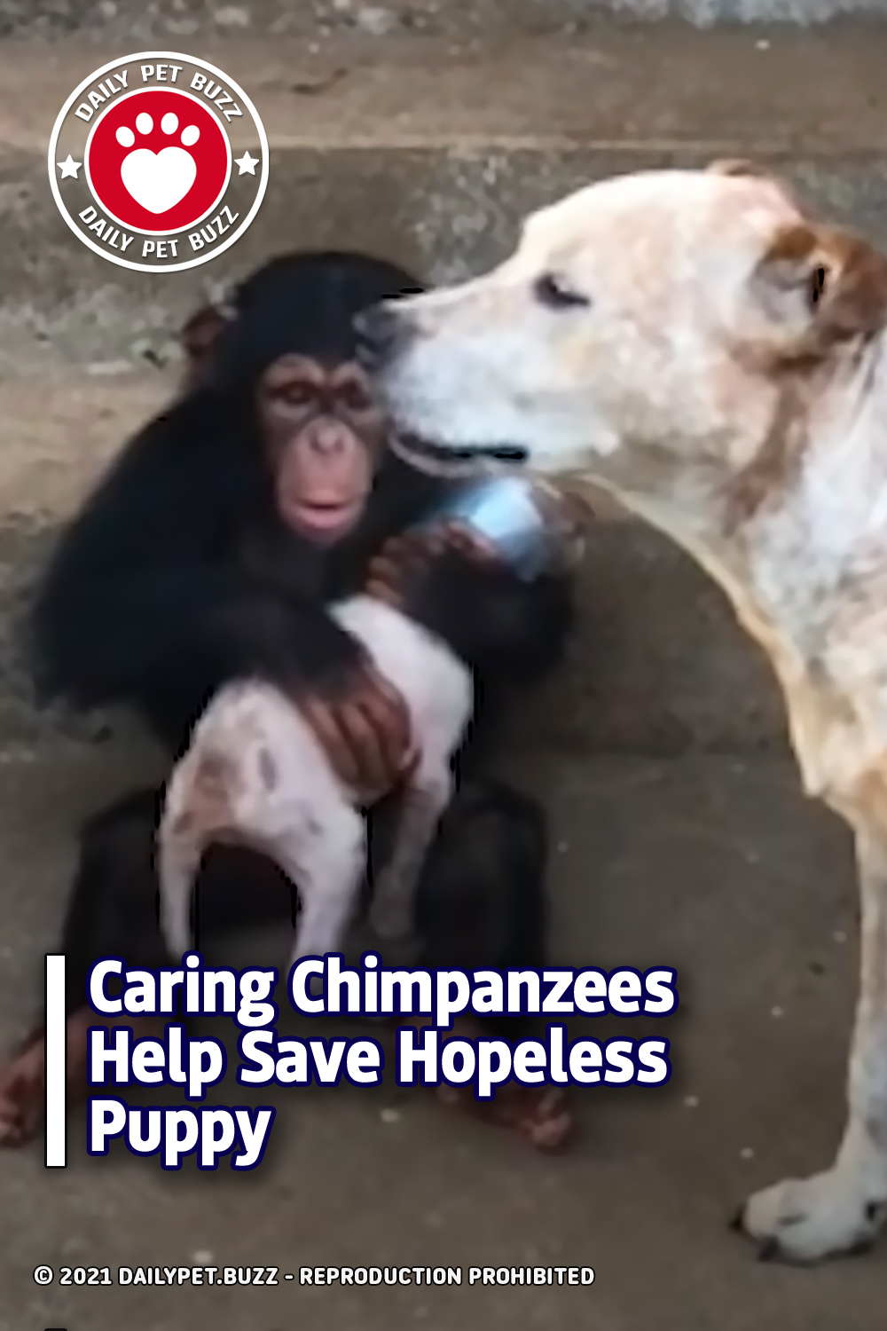 Caring Chimpanzees Help Save Hopeless Puppy