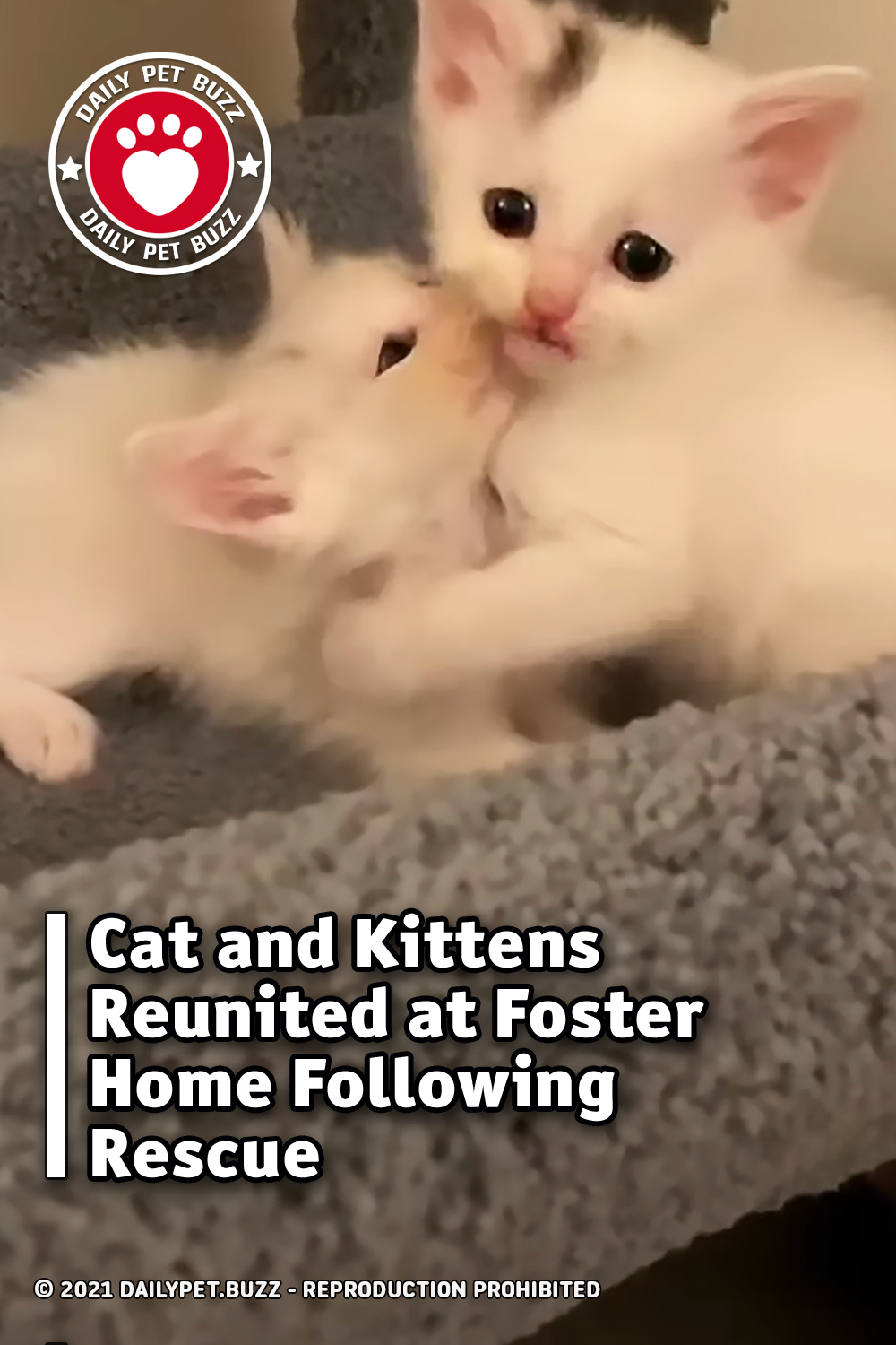 Cat and Kittens Reunited at Foster Home Following Rescue