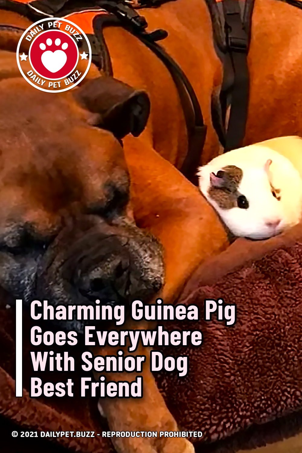 Charming Guinea Pig Goes Everywhere With Senior Dog Best Friend
