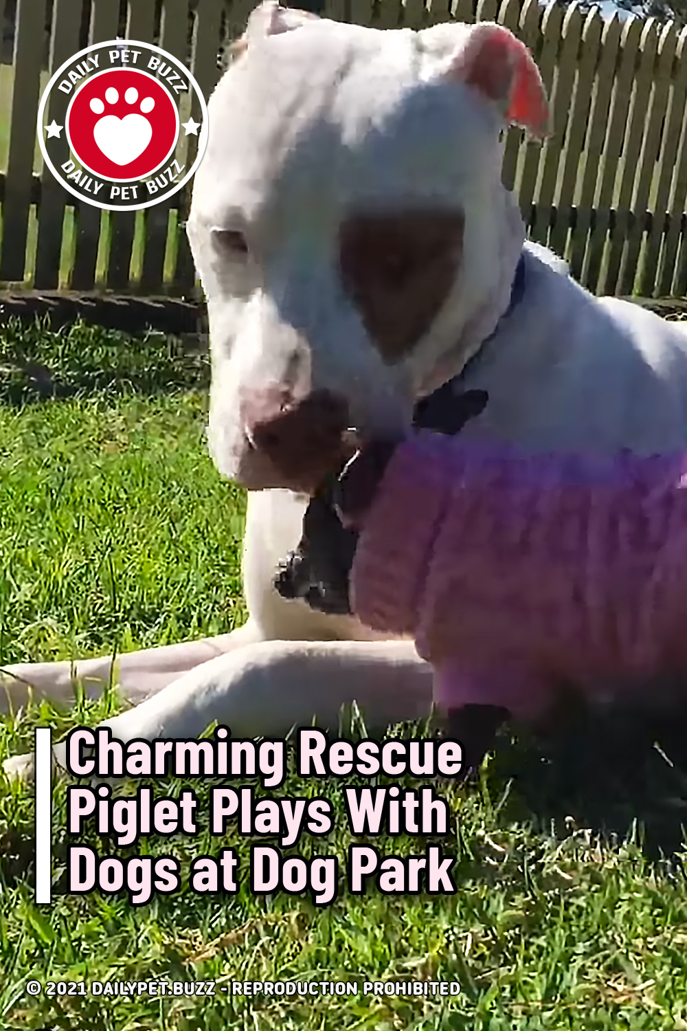 Charming Rescue Piglet Plays With Dogs at Dog Park