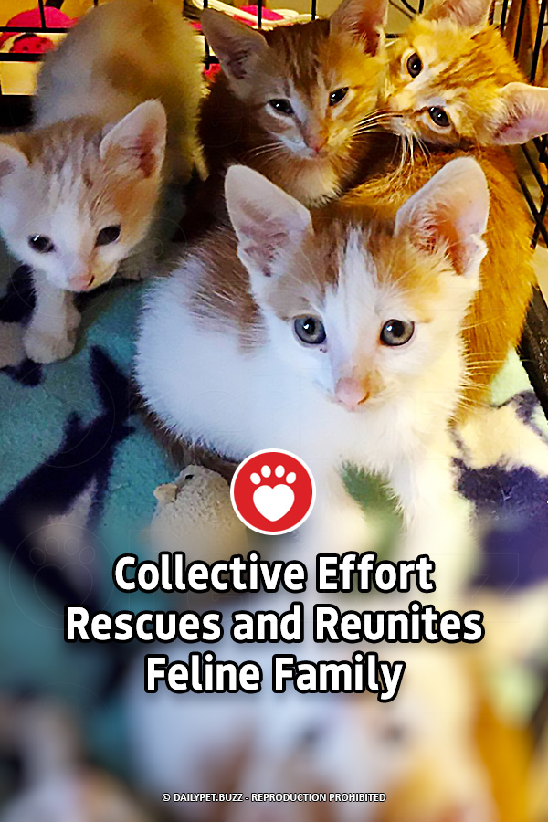 Collective Effort Rescues and Reunites Feline Family