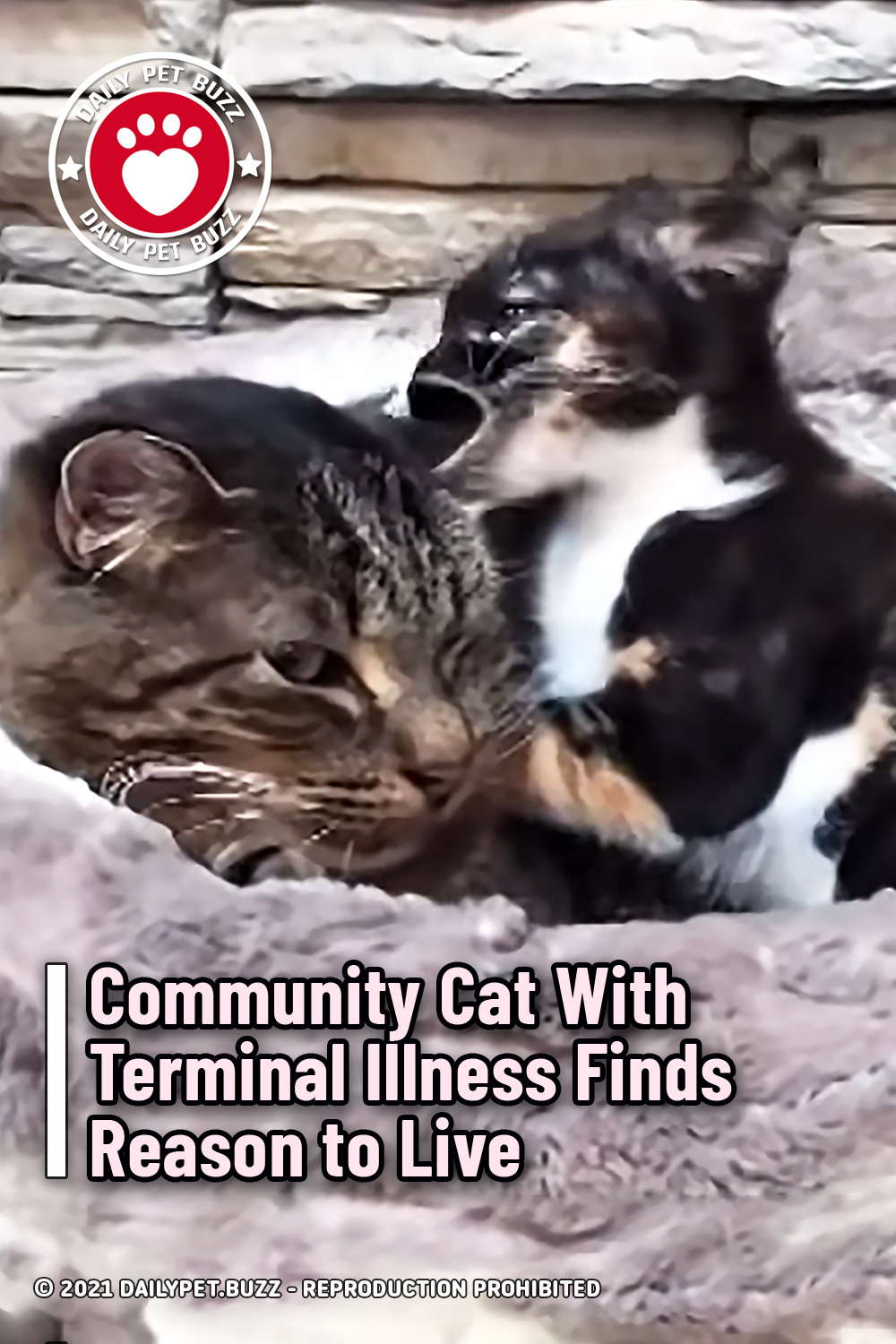 Community Cat With Terminal Illness Finds Reason to Live