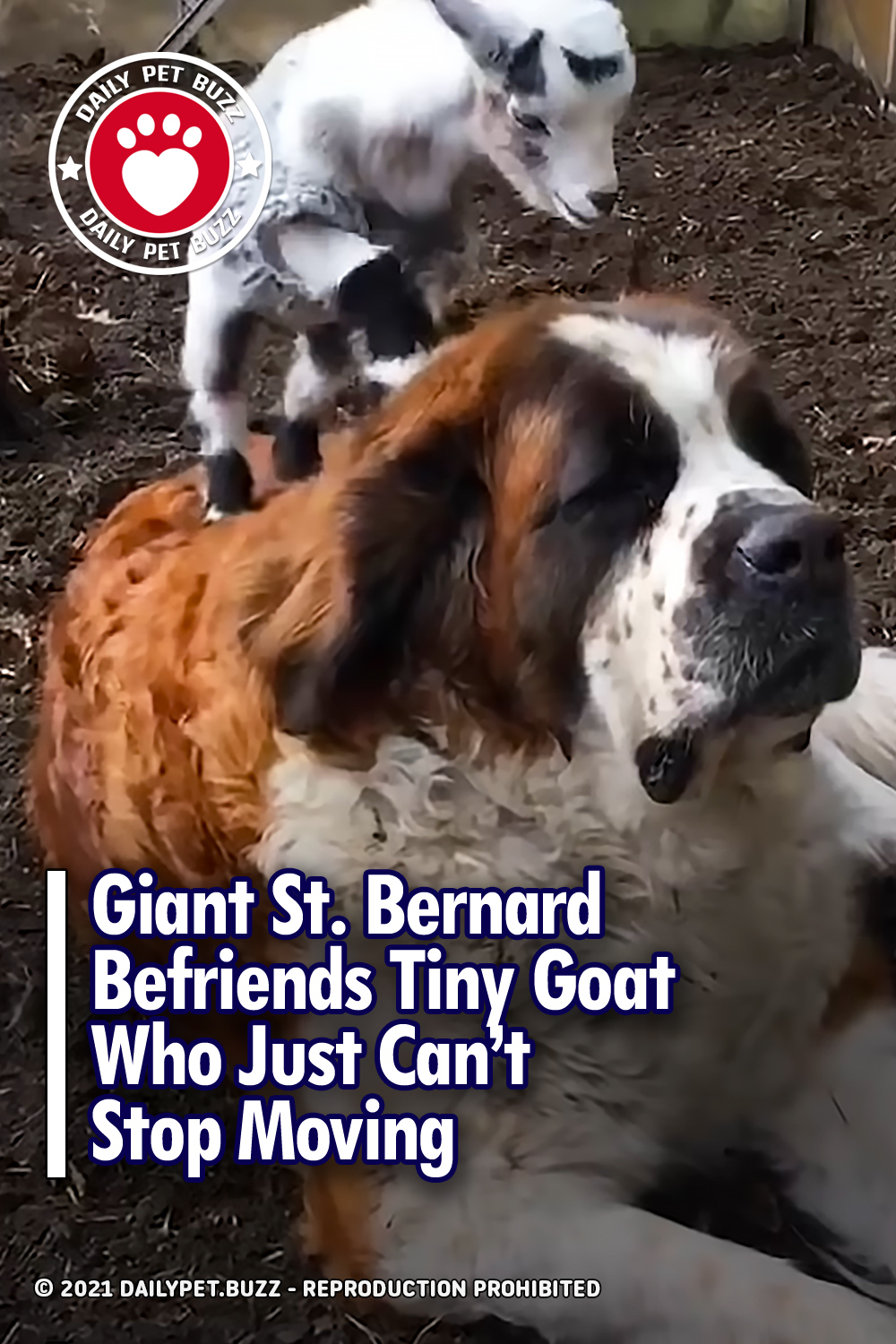 Giant St. Bernard Befriends Tiny Goat Who Just Can’t Stop Moving