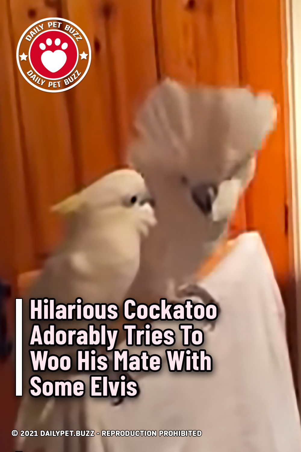 Hilarious Cockatoo Adorably Tries To Woo His Mate With Some Elvis