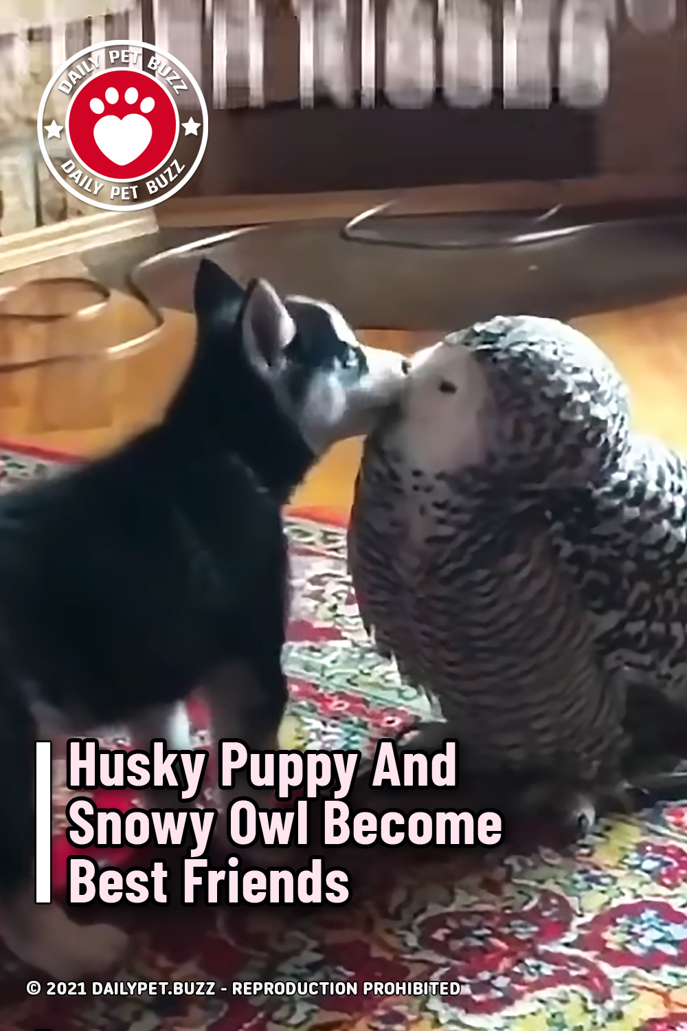 Husky Puppy And Snowy Owl Become Best Friends