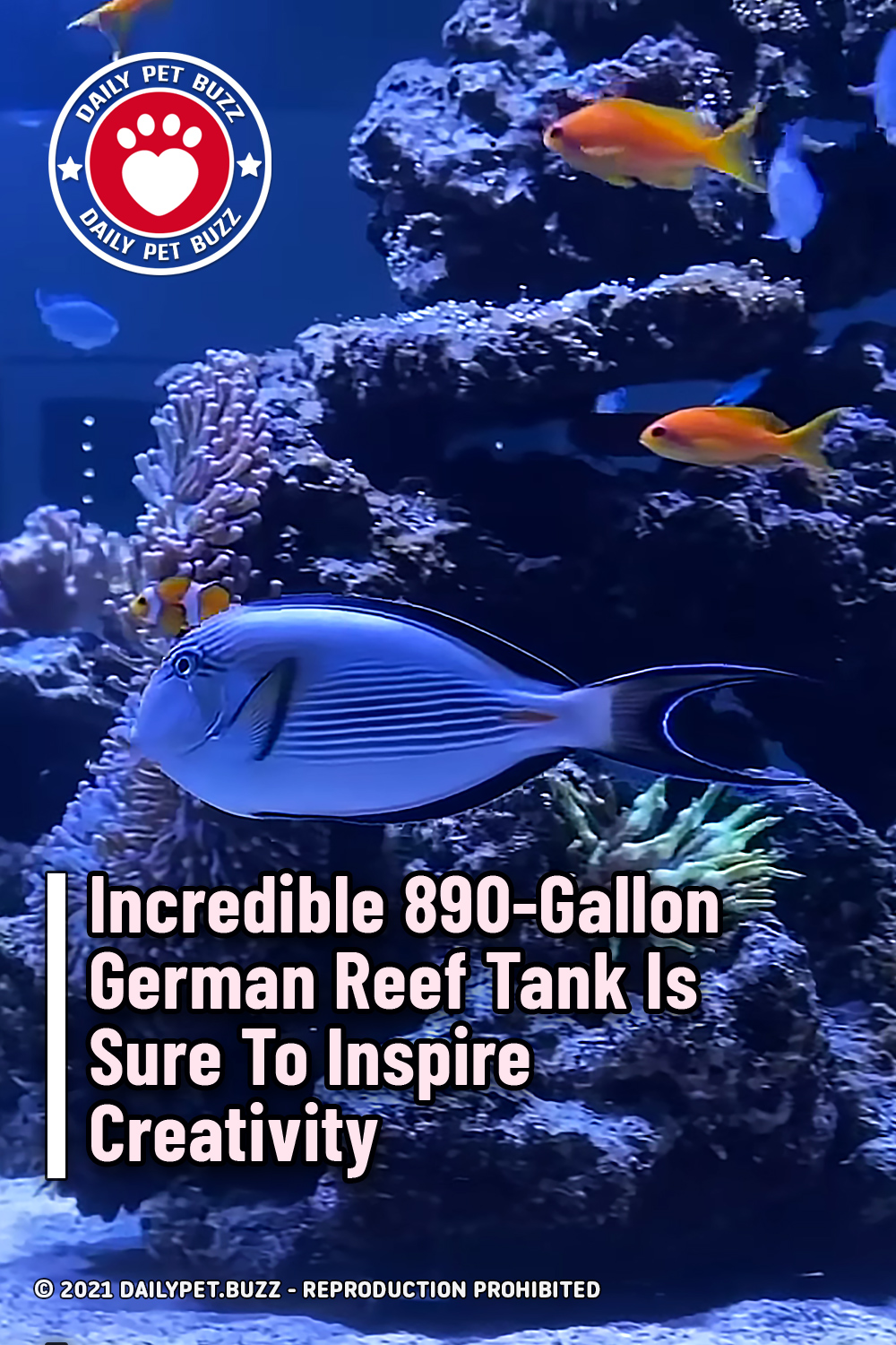 Incredible 890-Gallon German Reef Tank Is Sure To Inspire Creativity