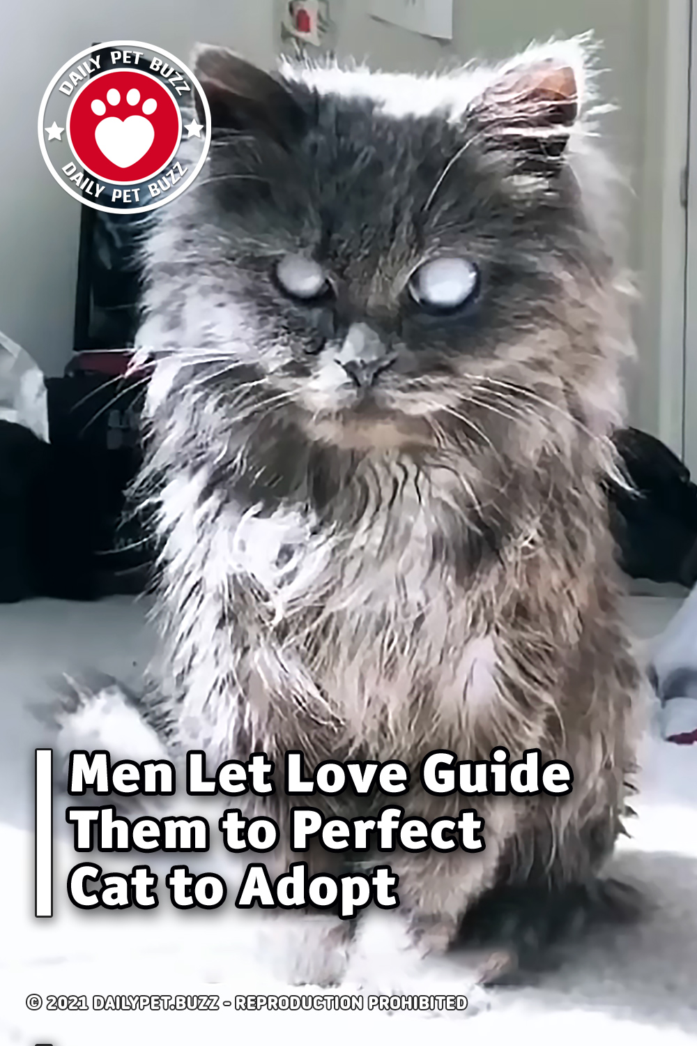 Men Let Love Guide Them to Perfect Cat to Adopt