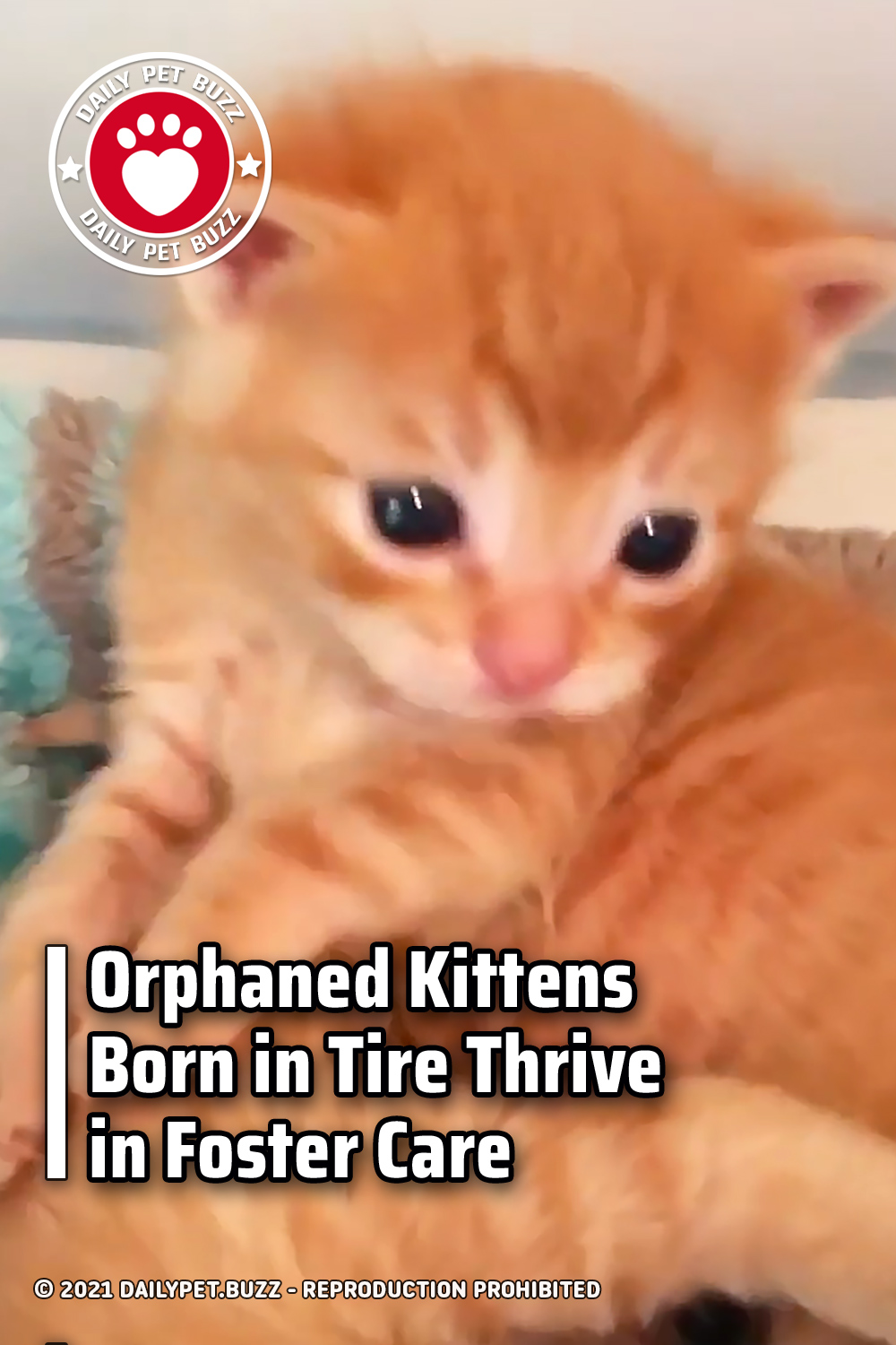 Orphaned Kittens Born in Tire Thrive in Foster Care