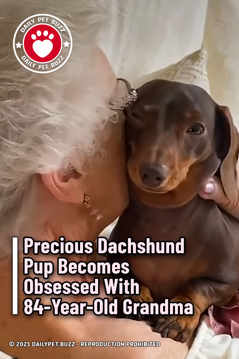 Precious Dachshund Pup Becomes Obsessed With 84-Year-Old Grandma