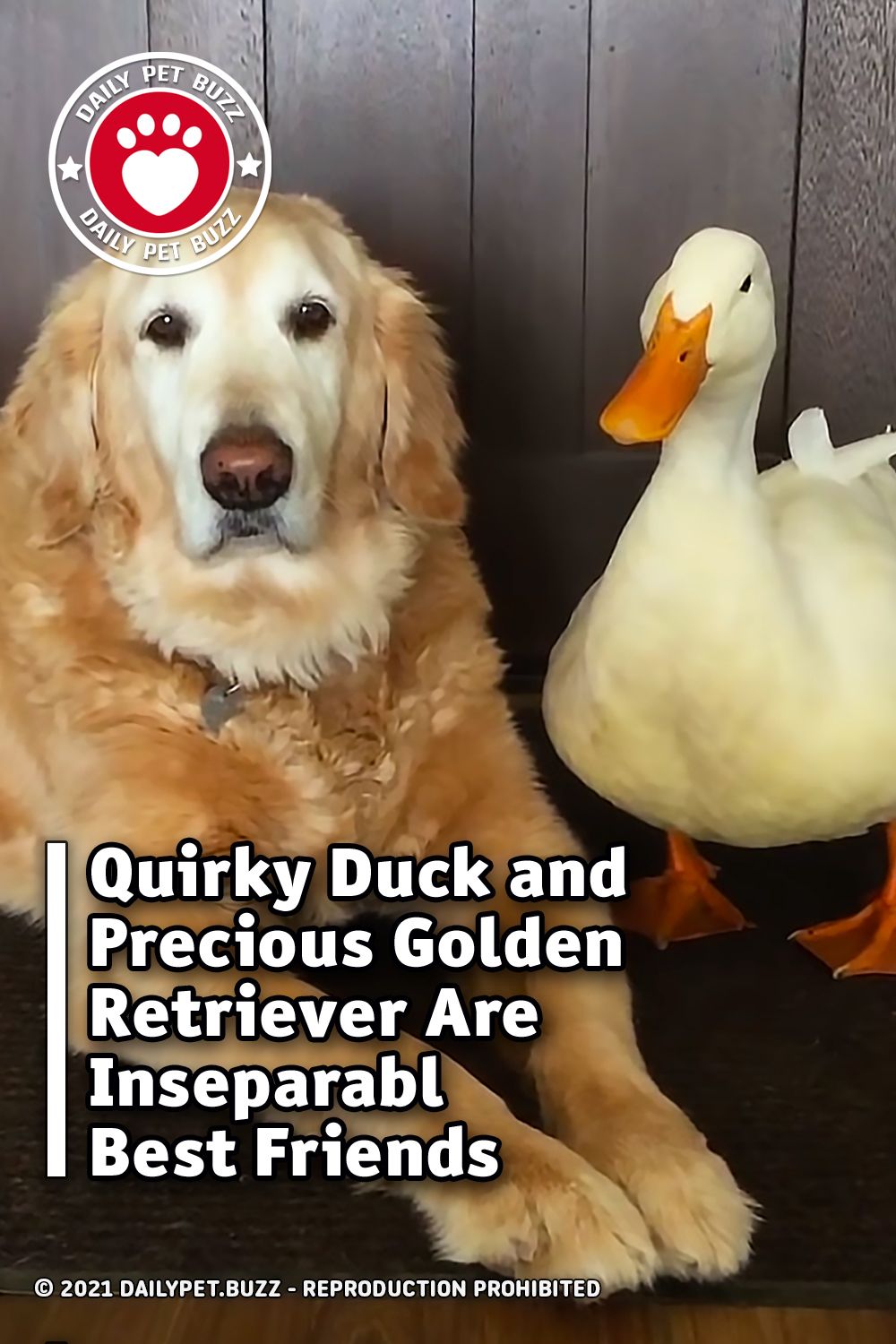 Quirky Duck and Precious Golden Retriever Are Inseparable Best Friends