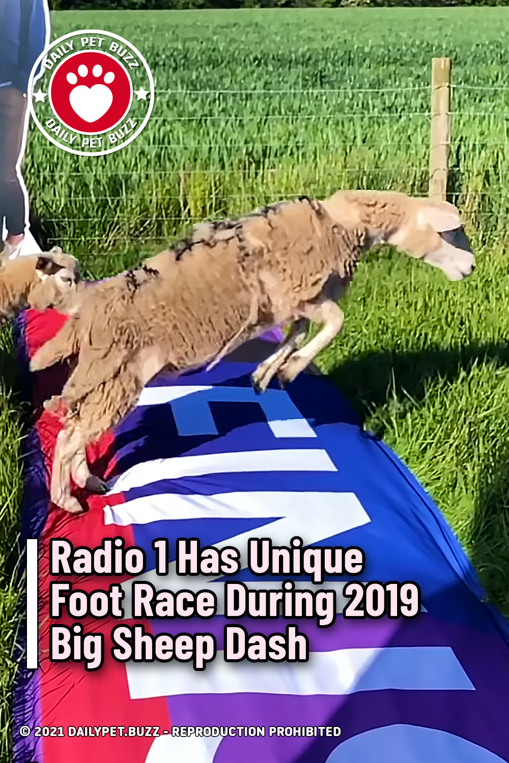 Radio 1 Has Unique Foot Race During Big Sheep Dash