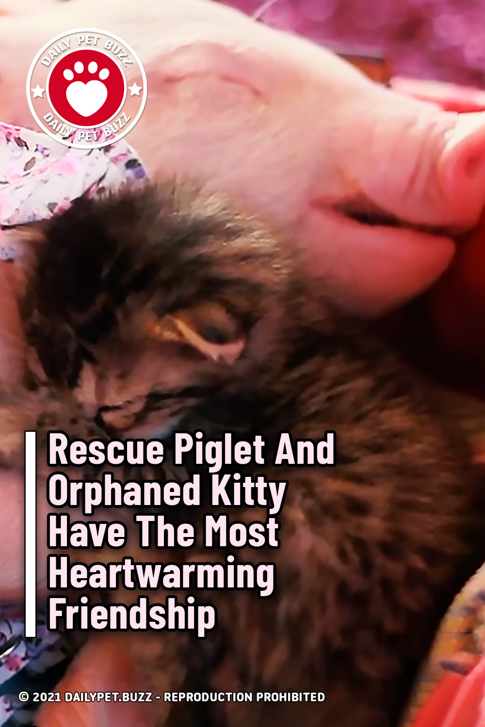 Rescue Piglet And Orphaned Kitty Have The Most Heartwarming Friendship