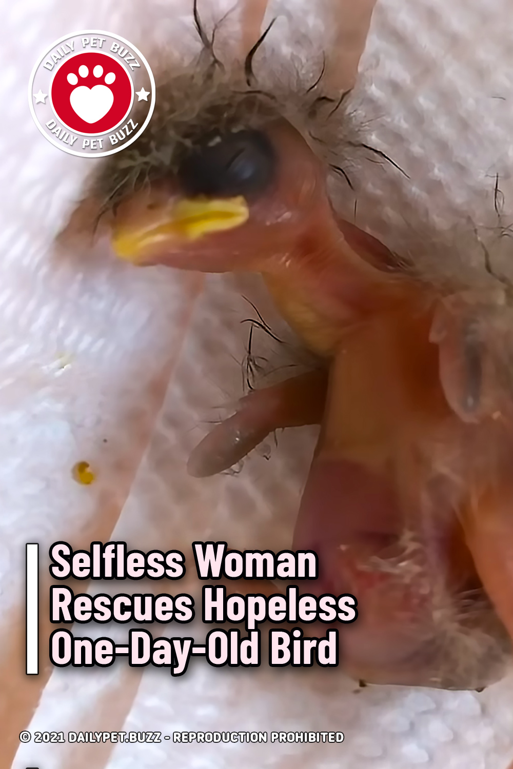 Selfless Woman Rescues Hopeless One-Day-Old Bird