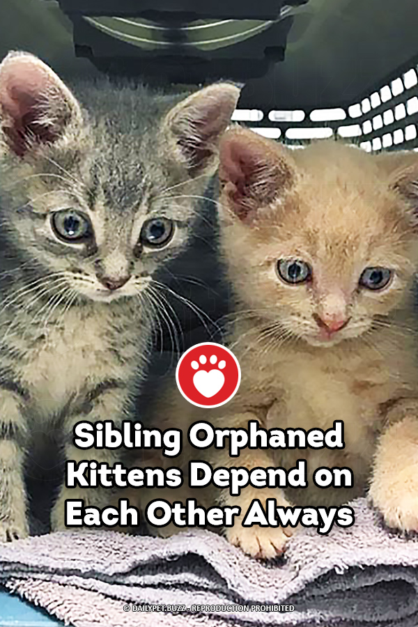 Orphaned Sibling Kittens Have a Strong Bond Forever