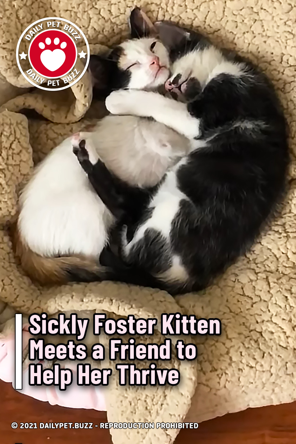 Sickly Foster Kitten Meets a Friend to Help Her Thrive