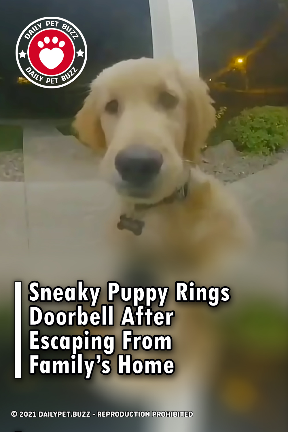 Sneaky Puppy Rings Doorbell After Escaping From Family’s Home