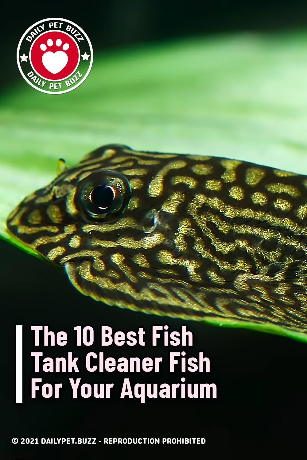 The 10 Best Fish Tank Cleaner Fish For Your Aquarium