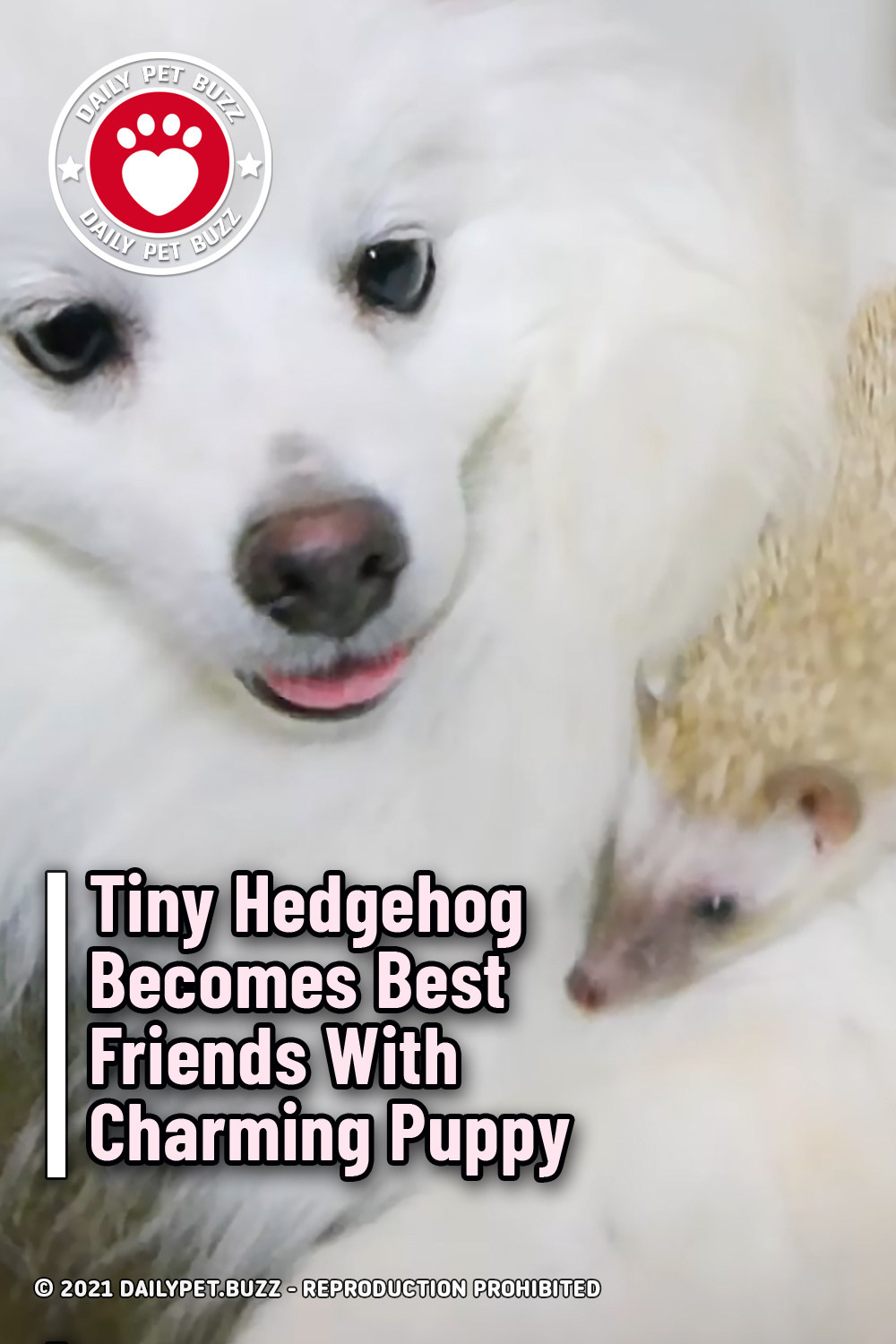 Tiny Hedgehog Becomes Best Friends With Charming Puppy