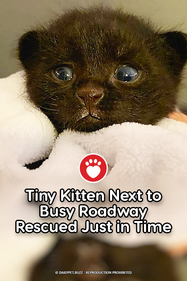 Tiny Kitten Next to Busy Roadway Rescued Just in Time