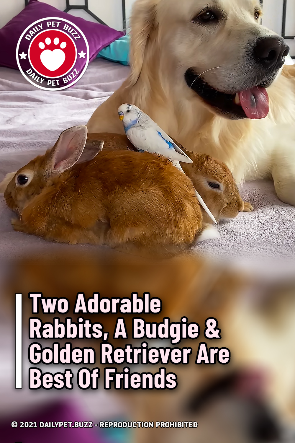 Two Adorable Rabbits, A Budgie & Golden Retriever Are Best Of Friends