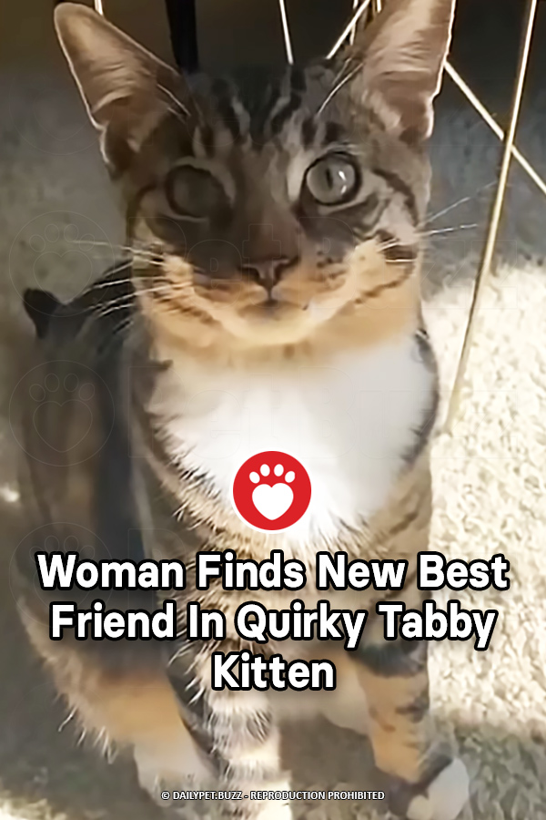 Woman Finds New Best Friend In Quirky Tabby Kitten