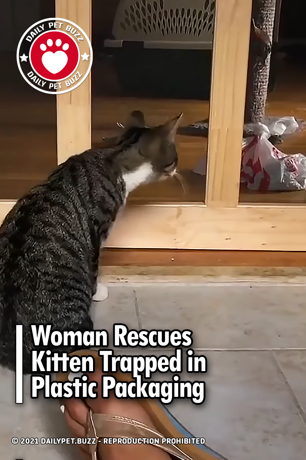 Woman Rescues Kitten Trapped in Plastic Packaging
