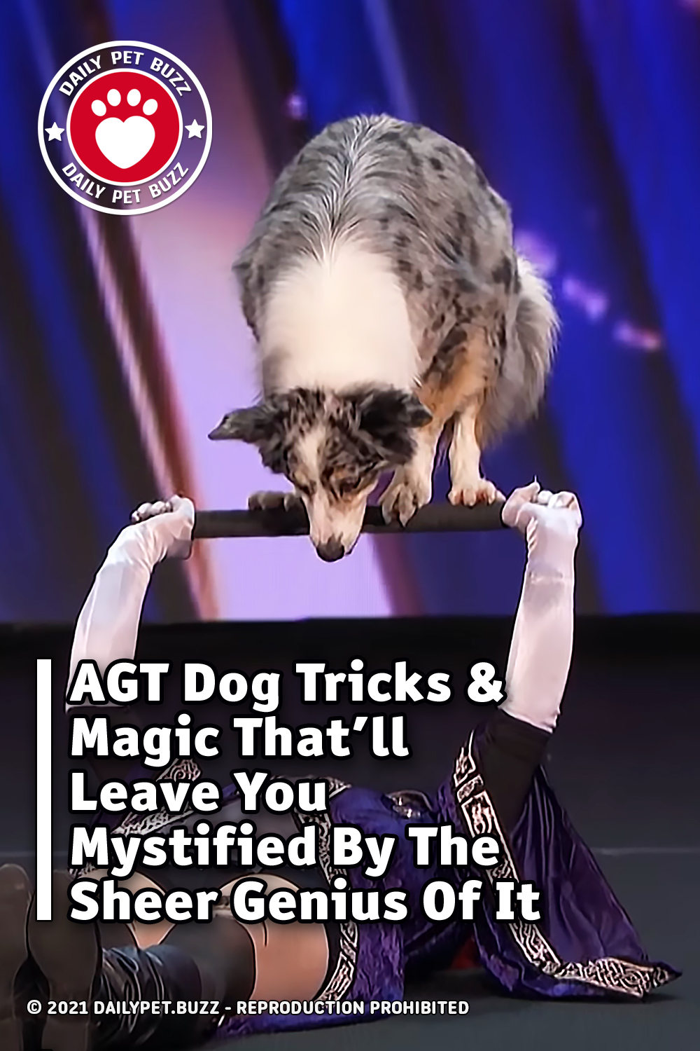 AGT Dog Tricks & Magic That\'ll Leave You Mystified By The Sheer Genius Of It