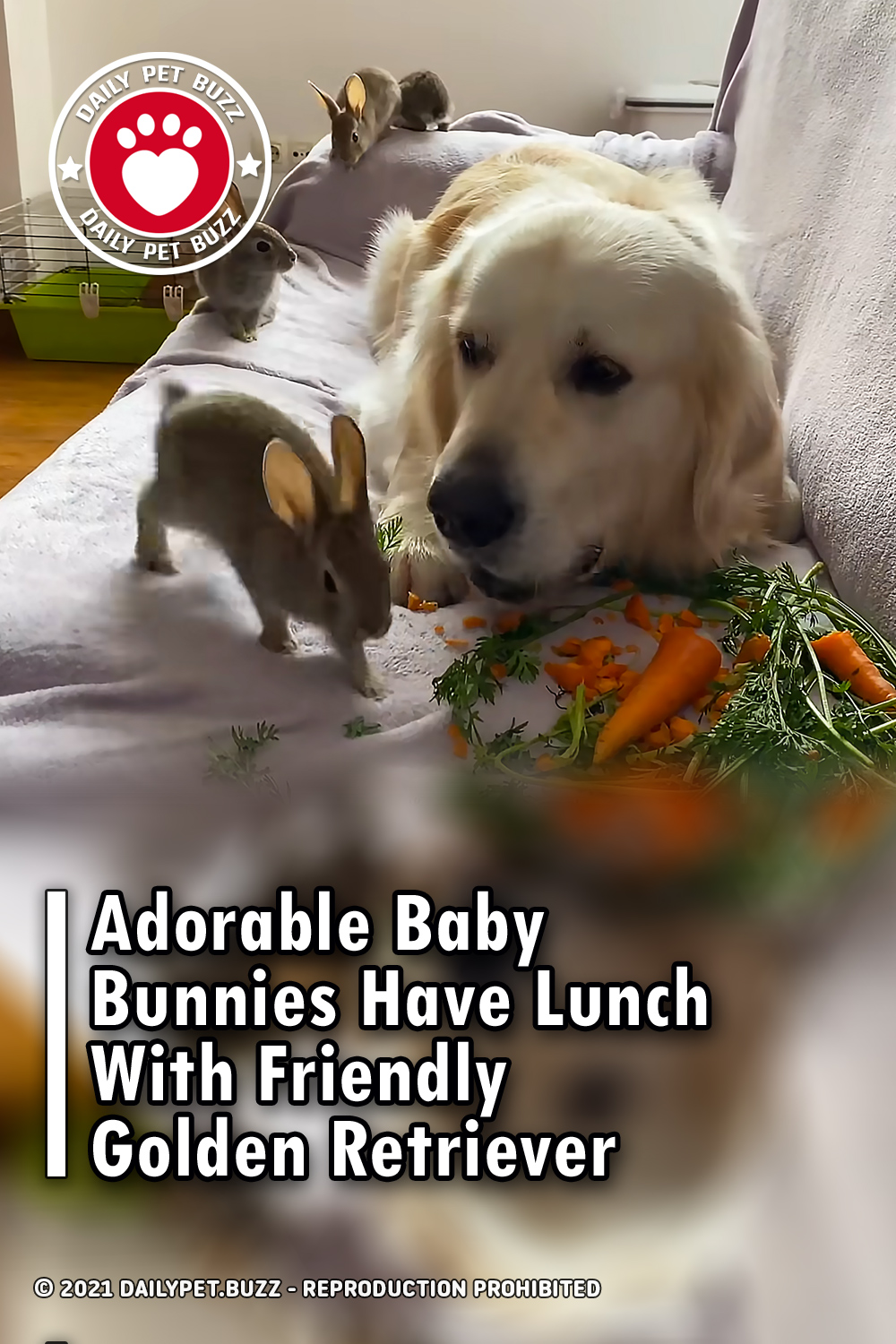 Adorable Baby Bunnies Have Lunch With Friendly Golden Retriever