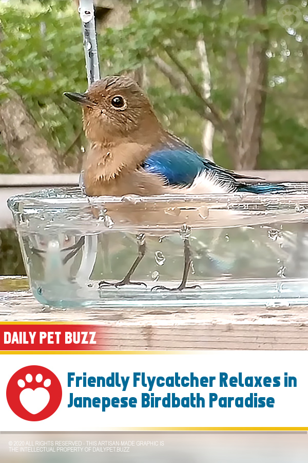 Friendly Flycatcher Relaxes in Janepese Birdbath Paradise