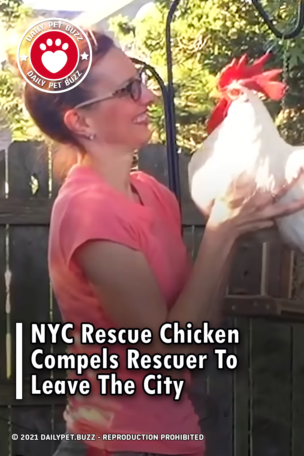 NYC Rescue Chicken Compels Rescuer To Leave The City