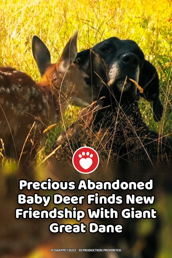 Precious Abandoned Baby Deer Finds New Friendship With Giant Great Dane