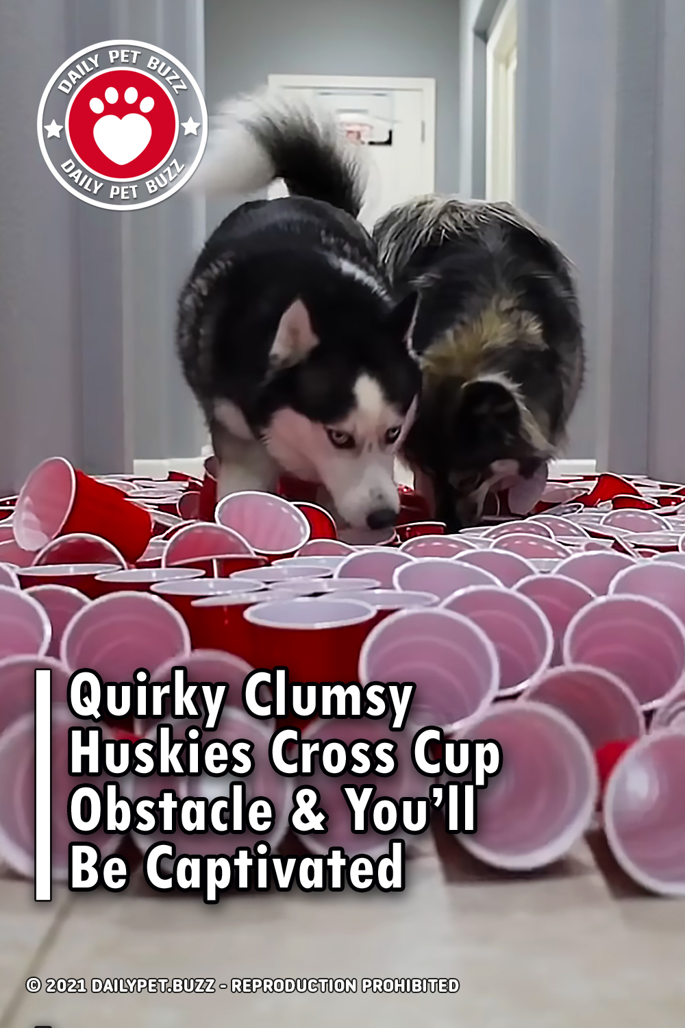 Quirky Clumsy Huskies Cross Cup Obstacle & You’ll Be Captivated